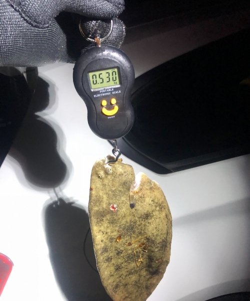 Spændene – Tunge fanget af M0311 ved Nordkysten SJ om dagen