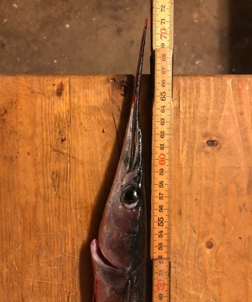 Lidt trist – Hornfisk fanget af JensKabel ved Dovnsklint, Langelsnd om natten