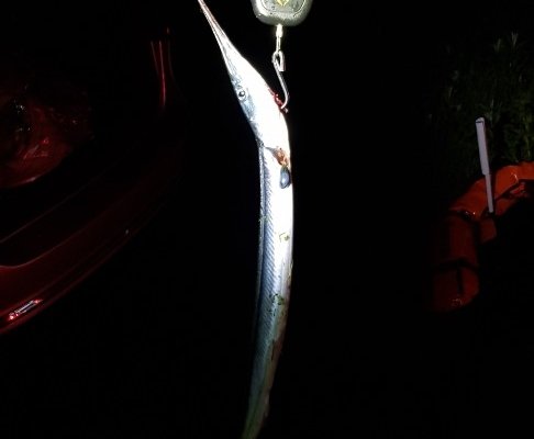 Hornfisk fanget af JLC73 ved Djursland om natten