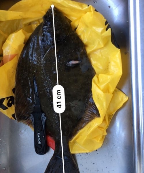 pr – Skrubbe fanget af Peter Nørgaard ved Korsør om dagen