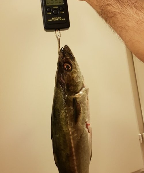 Awesome day – Sej fanget af Murat Sahiner ved Nyborg havn om dagen