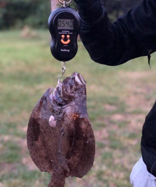 Første slethvar! – Slethvarre fanget af SimonDK ved Bornholm om dagen