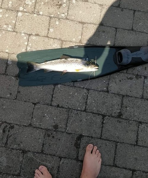 Havørred fanget af mikkel-nielsen ved Bisserup