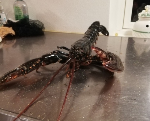 Fint dyk – Hummer fanget af Dani459e ved Limfjorden