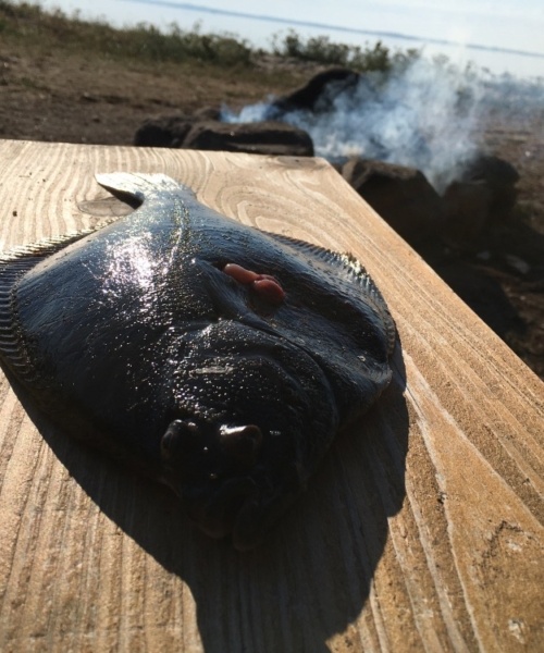 Første fisk – Skrubbe fanget af Coolotto ved Kongsøre