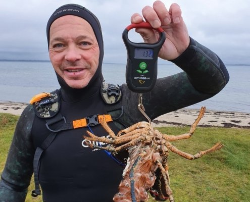 25 hummer – Hummer fanget af Peter Olsen ved Limfjorden