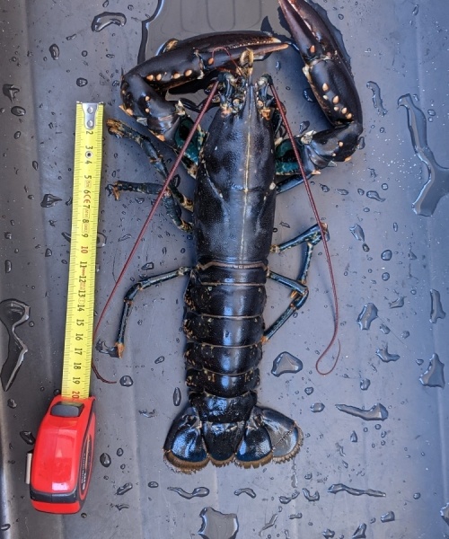 Fantastisk dag – Hummer fanget af philipc ved Limfjorden