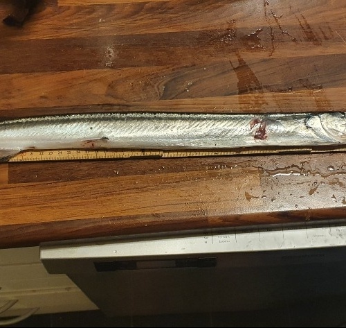 Falsk sølvtøj – Hornfisk fanget af Klaus Mulvad ved Svendborgsund