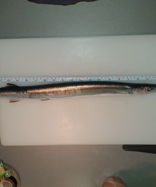 Monstre lurer – Hornfisk fanget af Jesper Nordin ved Djursland