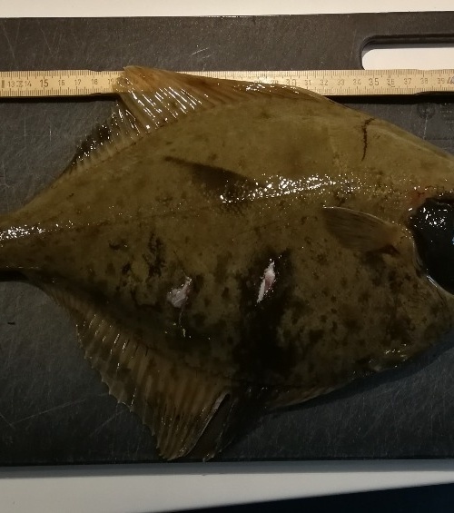 Skrubbe fanget af Villars ved Amager Strand