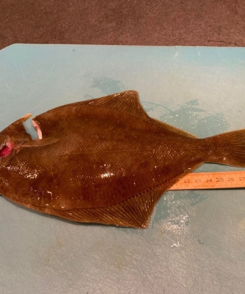 Ising fanget af M.Tonder ved Tisvildeleje