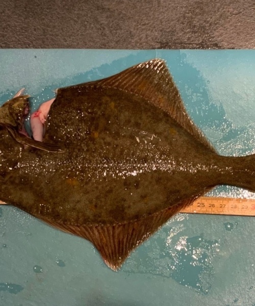 Skrubbe fanget af M.Tonder ved Tisvildeleje