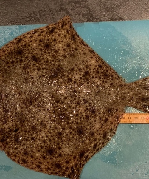 Total-iorden fladfisk – Pighvar fanget af M.Tonder ved Tisvildeleje