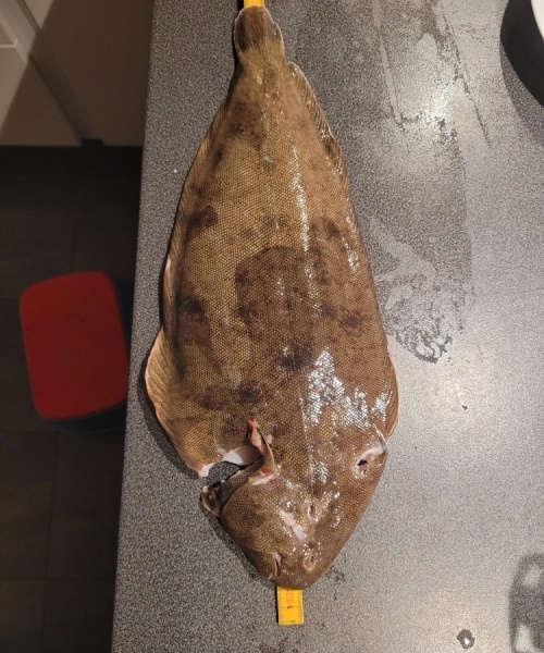 Klart vand – Tunge fanget af henrik-kongensbjerg ved Grenå