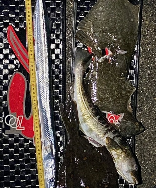 Toms natjagtkonkurrence – Hornfisk fanget af frankgellert ved Øresund