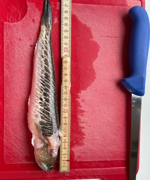 Hyggelig aften – Fjæsing fanget af Fladfiskeren ved Kobberhage