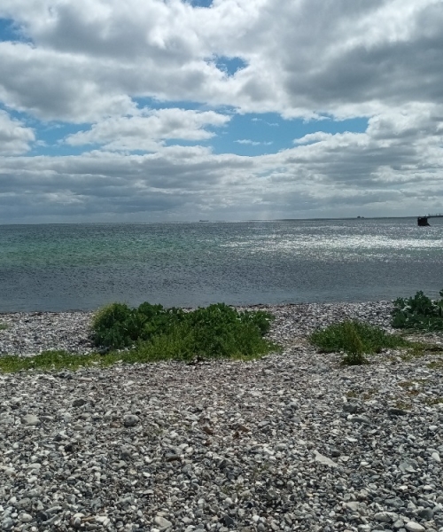 Morgen dyk – Skrubbe fanget af MadsBergholdt ved Djursland