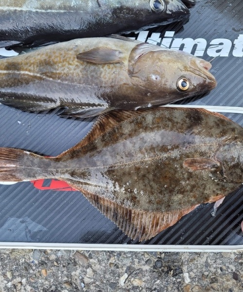 Skrubbe fanget af mortenjakobsen ved Vesterhavet