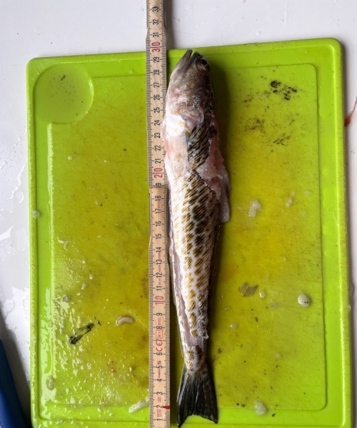 Nat tur – Fjæsing fanget af Fladfiskeren ved Djursland