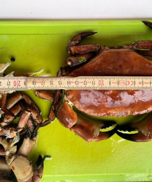 Dårlig sigt – Taskekrabbe fanget af Fladfiskeren ved Vesterhav