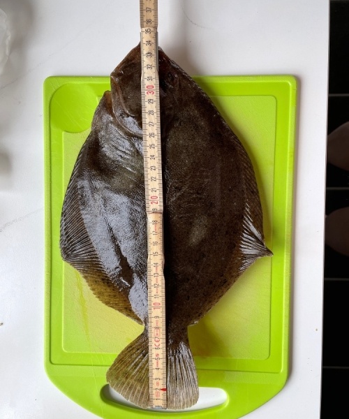 Nat tur – Slethvarre fanget af Fladfiskeren ved Djursland