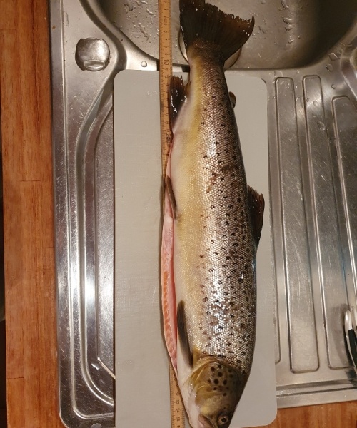 Livlig dame – Havørred fanget af Peter Olsen ved Fyn