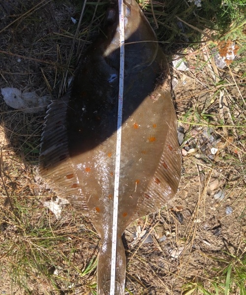 Godt dyk – Rødspætte fanget af rasmus-andresen ved Skagen