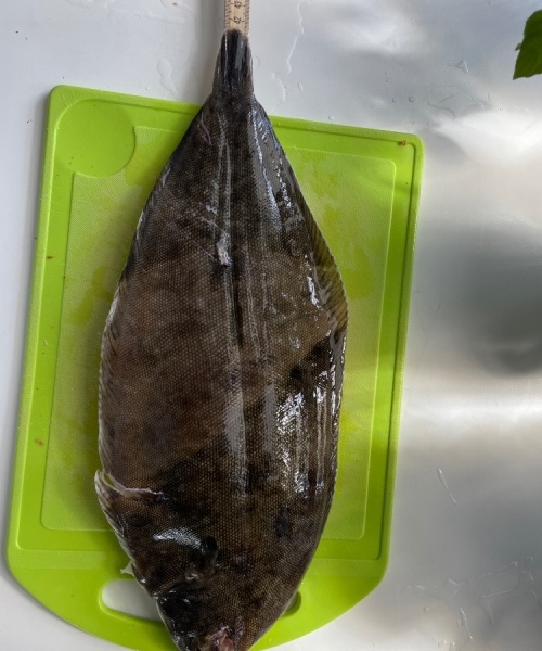 Få fisk – Tunge fanget af Fladfiskeren ved Djursland