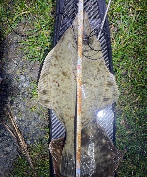 Skrubbe fanget af Fladfiskeren ved Langeland