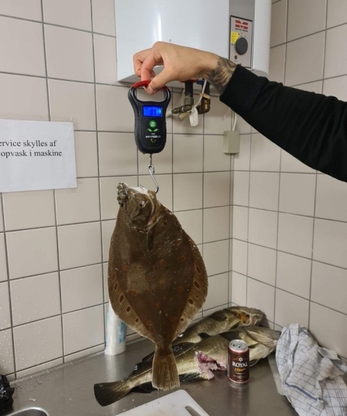 Mindre rødspætte – Rødspætte fanget af Fladfiskeren ved Langeland