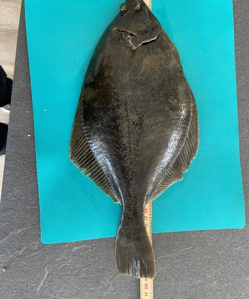 Super dag – Skrubbe fanget af Theil ved Agtrup Vig