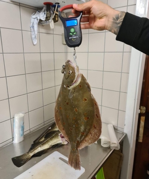 Kæmpe rødspætte – Rødspætte fanget af Fladfiskeren ved Langeland