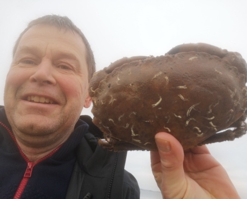 Julekrabbe – Taskekrabbe fanget af Morten0-turHavbasserne ved Limfjorden