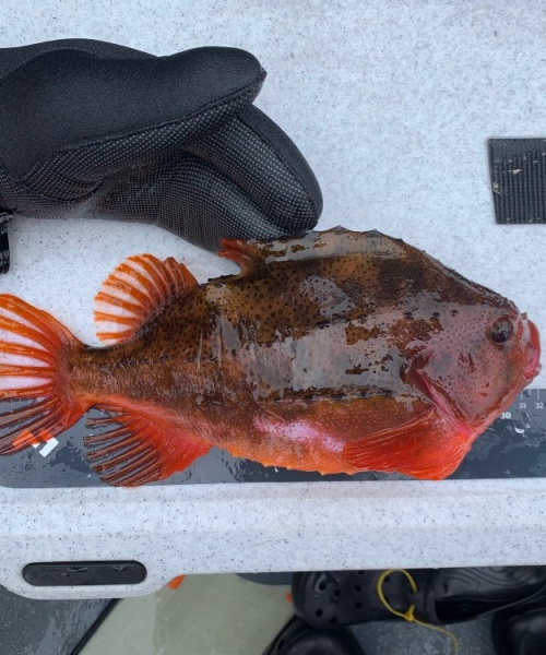 Håndfanget – Stenbider fanget af M.Tonder ved Limfjorden