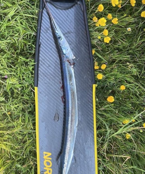 Dårligt sigt – Hornfisk fanget af AndreasToft ved Djursland