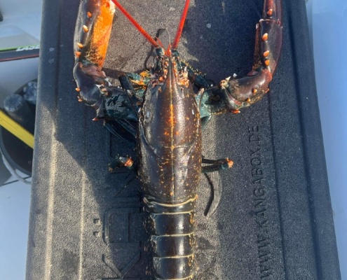 Hummer fanget af Wejnold