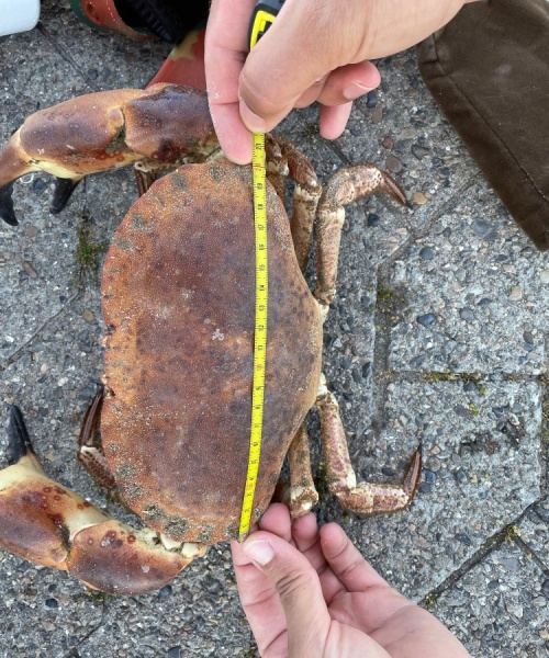 Ingen fisk – Taskekrabbe fanget af AndreasToft ved Vesterhavet