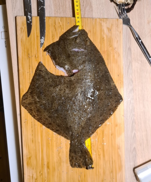 Første pighvar – Pighvar fanget af Selinabendix ved Hornbæk