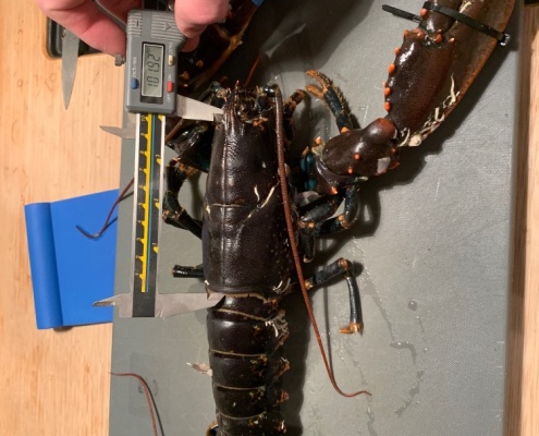 Hummertur – Hummer fanget af JesperFjordager ved Limfjorden