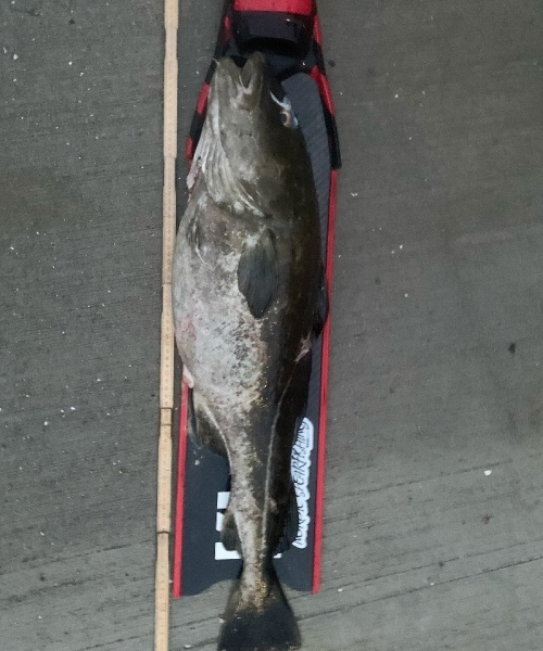 Torsk fanget af Klein