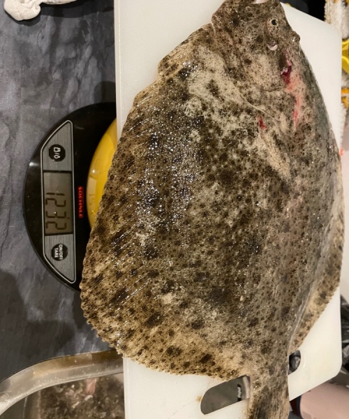 Flot afte – Pighvar fanget af claus-moeldrup ved Nordkysten