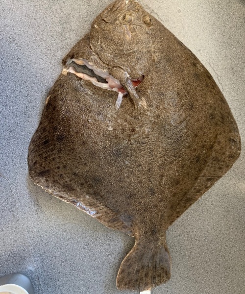 Pighvar – Pighvar fanget af Simon Løv Thomsen