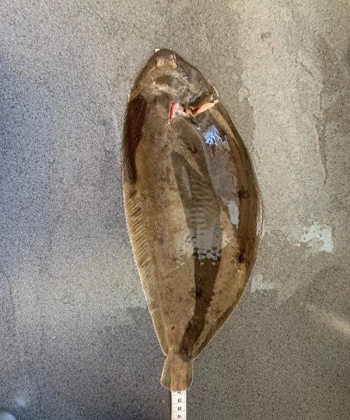 Tunge fanget af Simon Løv Thomsen