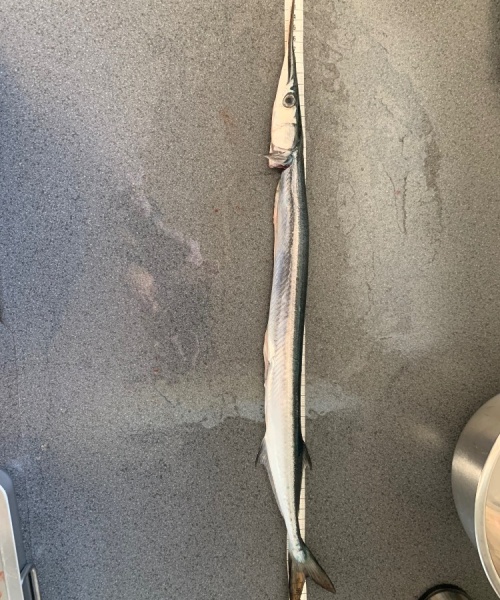 Hornfisk fanget af Simon Løv Thomsen