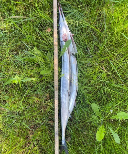 Godt vejr – Hornfisk fanget af Male ved Vestsjælland