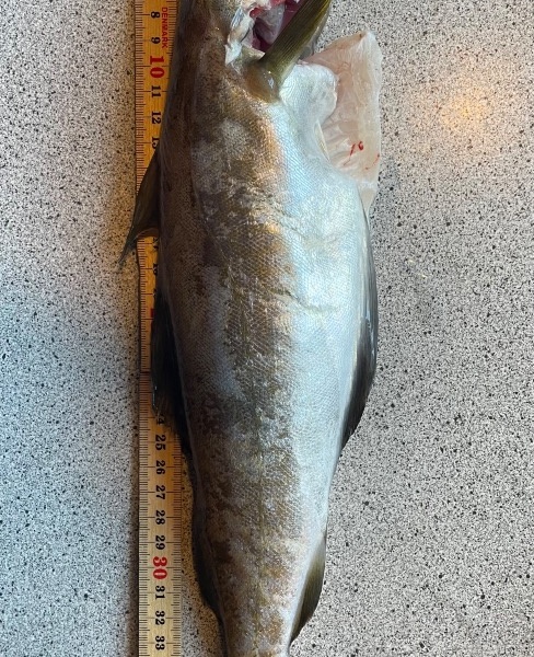 Lubbe fanget af Jacob Jensen ved Kattegat