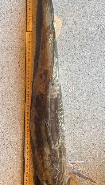 Flot dag – Lange fanget af Jacob Jensen ved Kattegat