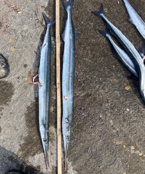 Hornfisk fanget af Jacob Jensen