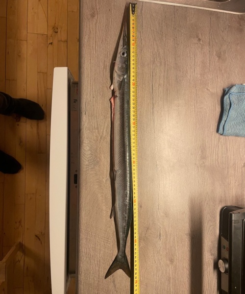 Hornfisk fanget af Stor dreng ved Nordkysten