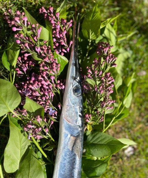 Sol – Hornfisk fanget af Nicolaikjær ved Fyn